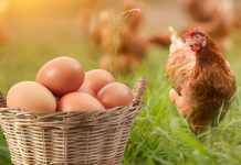 Ditikam Mati 15 kali kerana berang soalan ayam atau telur keluar dahulu